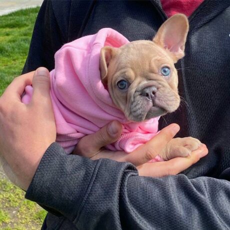 Buying french bulldog puppy - Buying french bulldog puppy/French bulldog puppy breeders - Puppies for sale near me - Helen