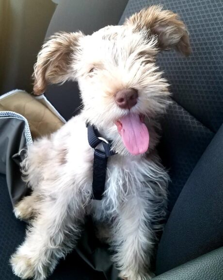 Standard schnauzer puppies for sale near me - Standard schnauzer puppies for sale/Standard schnauzers for sale - Puppies for sale near me - Spiderman