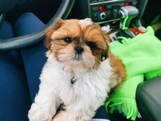 shih-tzu-puppies-for-sale-in-california-shitzu-puppies-california