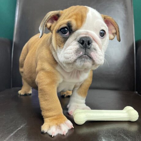 English bulldog puppies for sale in pa under $500 - English bulldog puppies for sale in pa under $500/Cheap Bulldogs - Puppies for sale near me - Chucky