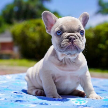 French bulldog dogs for sale - French bulldog dogs for sale/Frenchie puppy for sale - Puppies for sale near me - Ryder