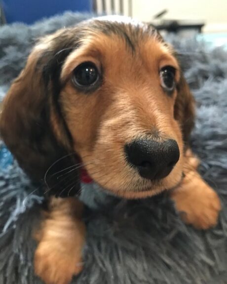 free dachshund puppies near me - Free dachshund puppies near me/Free dachshund puppies - Puppies for sale near me - Chocolate Chip