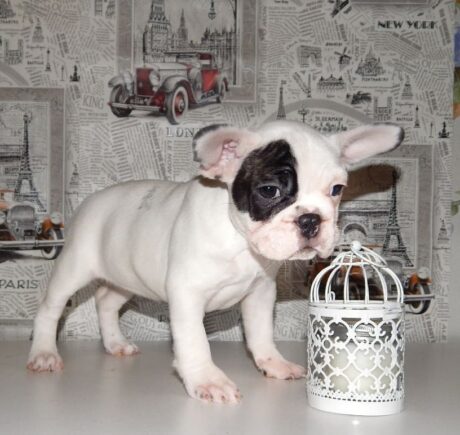 french bulldog puppies washington state