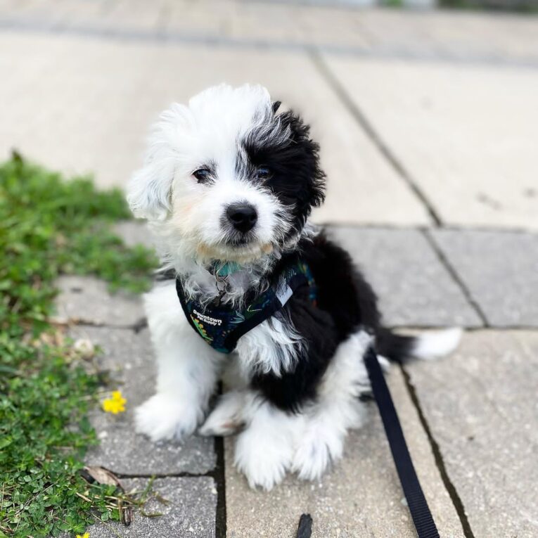 gizmo_theaussiedoodle-20220207-0001-1