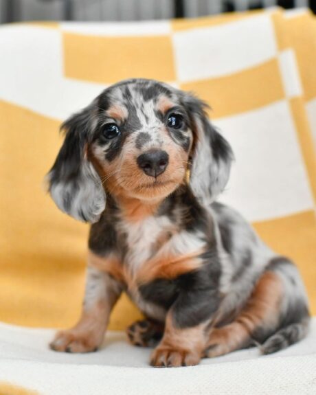 Dapple dachshund puppy for sale - Dapple dachshund puppy for sale/Dachshund puppy for sale - Puppies for sale near me - Cupcake