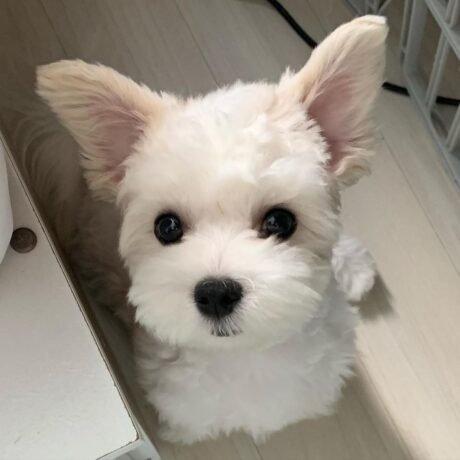 puppy for sale Maltese