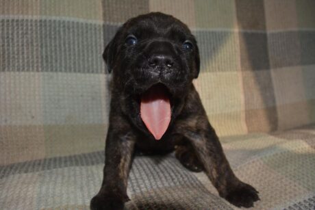 cane corso puppies for sale in nj