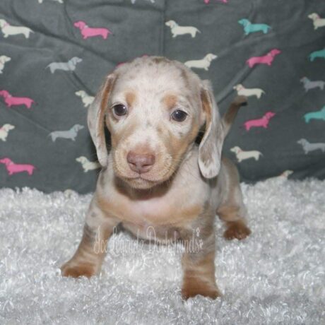 teacup miniature dachshund puppies - teacup miniature dachshund puppies/full grown chiweenie - Puppies for sale near me - Buckaroo