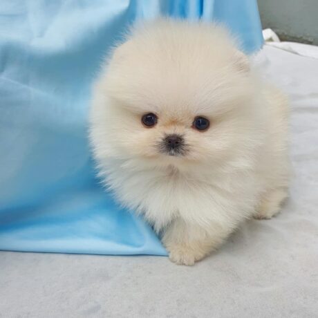 Pomeranian mix puppies - Pomeranian mix puppies/Pomeranian puppies near me - Puppies for sale near me - Ziggy/m