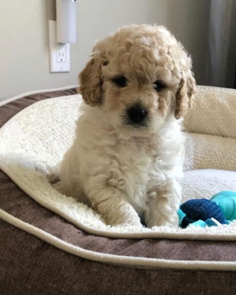 mini goldendoodles for sale near me