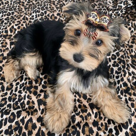 Teacup yorkie for sale up to $400 in georgia - Teacup yorkie for sale up to $400 in Georgia/Buy a Yorkie Puppy - Puppies for sale near me - Ashley