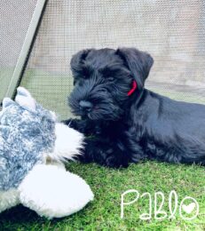 schnauzer-for-sale-near-me