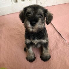 schnauzer-price-miniature-schnauzer-cost-price-of-schnauzers