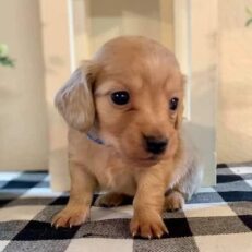 wire-haired-dachshund