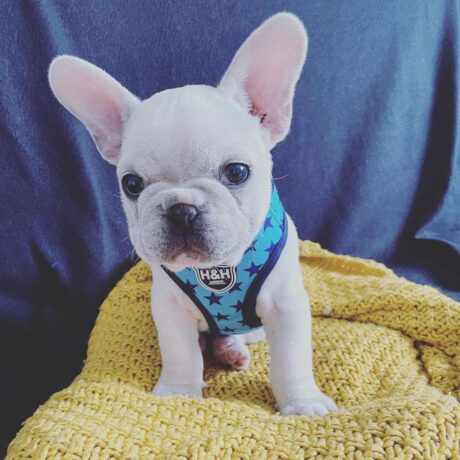 affordable french bulldog puppies - Affordable french bulldog puppies/French bulldog puppies cheap - Puppies for sale near me - Bonnie