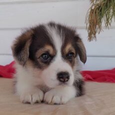 corgi-puppies-for-sale-near-me