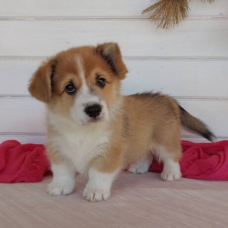 corgi puppies for sale - corgi puppies for sale/corgi puppies for sale near me - Puppies for sale near me - Ally