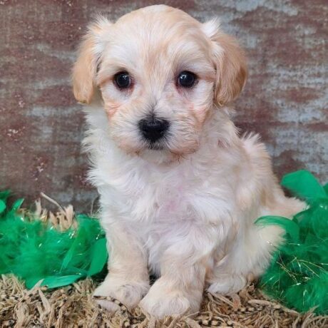 Maltipoo for adoption