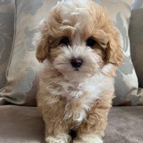 apricot maltipoo for sale