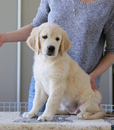 Golden retriever breeders maryland - Golden retriever Breeders Maryland/Golden Retriever Maryland - Puppies for sale near me - Tarzan