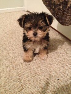 Morkie Puppies for sale