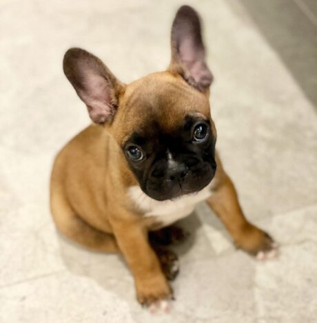 mini french bulldog near me - Mini french bulldog near me/Micro french bulldog puppies for sale - Puppies for sale near me - Ruger