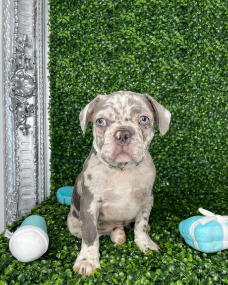 Merle french bulldog - Merle french bulldog/Blue merle French Bulldog for sale - Puppies for sale near me - Netty