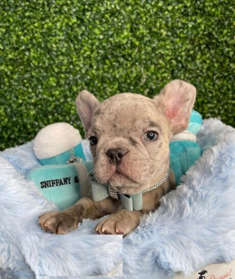 French bulldog price - French bulldog price/French bulldog prices/French bulldog cost - Puppies for sale near me - Mia