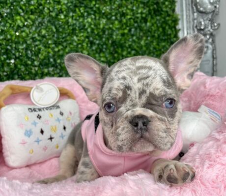 frenchie for sale near me - Frenchie for sale near me/Frenchie puppies for sale near me - Puppies for sale near me - Max