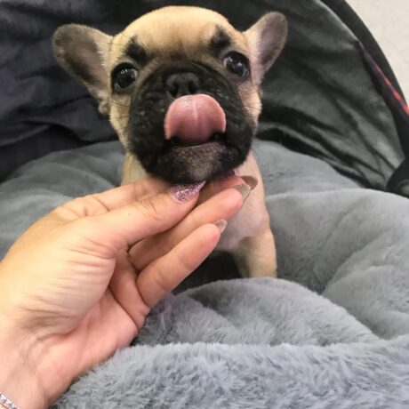 french bulldog puppy for sale near me - French bulldog puppy for sale near me/Frenchie dog for sale - Puppies for sale near me - Tessa