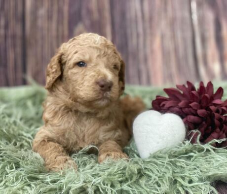 older goldendoodles for sale