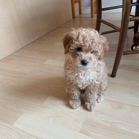 golden doodle white - Golden doodle white/Goldendoodle puppies for sale - Puppies for sale near me - Winnie