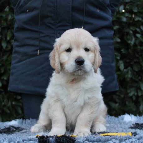 Adopt golden retriever near me - Adopt golden retriever near me/Golden retriever adoption near me - Puppies for sale near me - Brayden