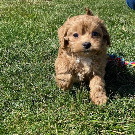 cavapoo puppies for sale in ohio - Cavapoo puppies for sale in Ohio/Cavapoo puppies for sale Ohio - Puppies for sale near me - Gabby