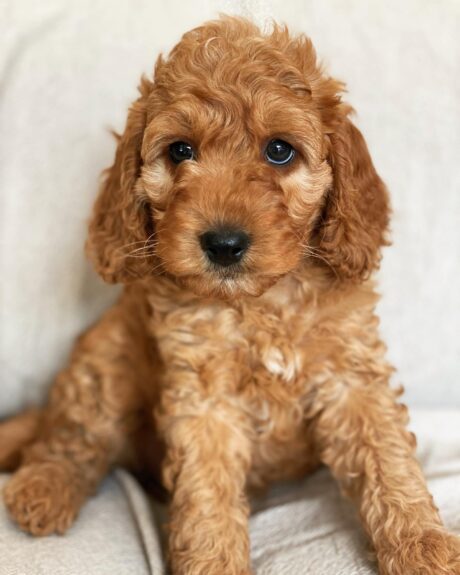 teacup mini goldendoodle - Teacup mini goldendoodle/Teacup goldendoodle for sale - Puppies for sale near me - Bean