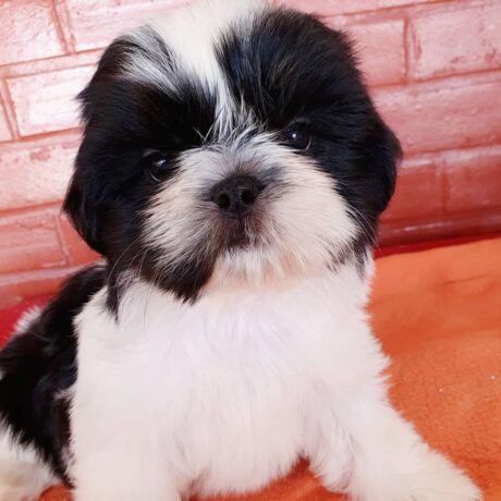 shih tzu puppies for sale near me by owner - Shih tzu puppies for sale near me by owner/Shih tzu for sale - Puppies for sale near me - Everest