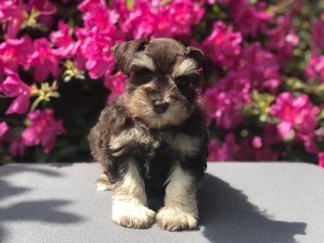 schnoodle breeders near me - schnoodle breeders near me/schnoodle puppies near me - Puppies for sale near me - Snow