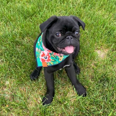 pug puppies for sale in florida - Pug puppies for sale in Florida/Pug puppies for sale Florida - Puppies for sale near me - Bessie