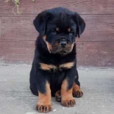 rottweilers-for-sale