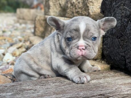 bulldog puppies for sale - bulldog puppies for sale/french bulldog puppies for sale - Puppies for sale near me - Riggs