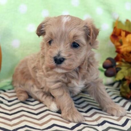 Maltipoo puppy for sale