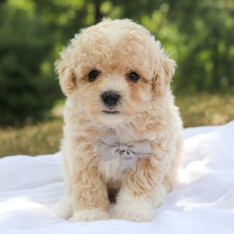 Maltipoo teacup puppies for sale