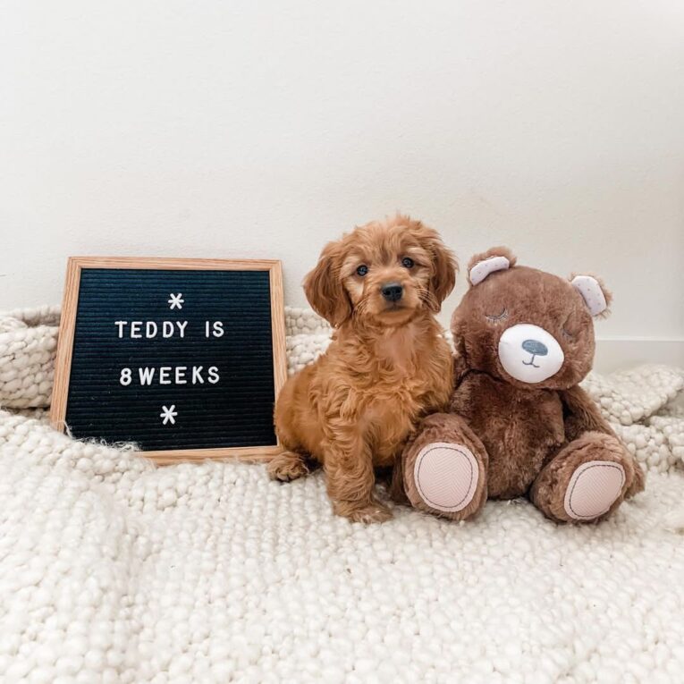 teddy_toygoldendoodle-20220208-0006