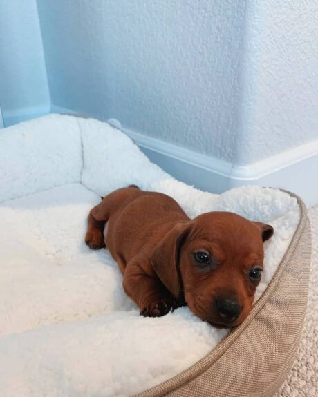 dachshund puppies ohio - Dachshund puppies Ohio/Dachshund puppies for sale in Ohio - Puppies for sale near me - Oliver