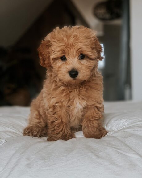 apricot maltipoo puppy for sale