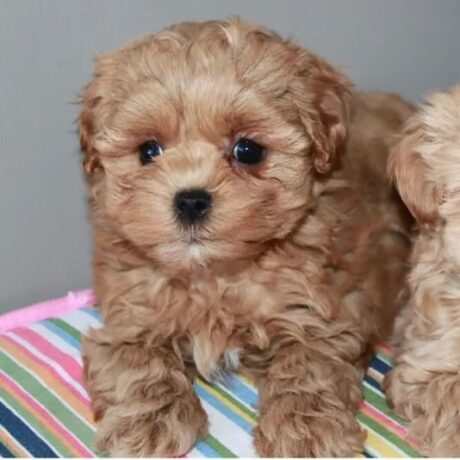 poodle toy puppies for sale - poodle toy puppies for sale/toy poodles for sale - Puppies for sale near me - Jolene