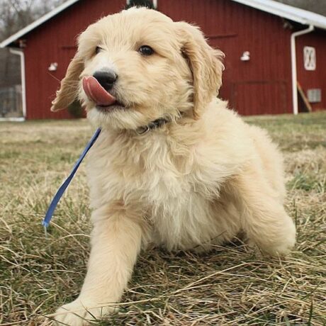 goldendoodles for sale ohio