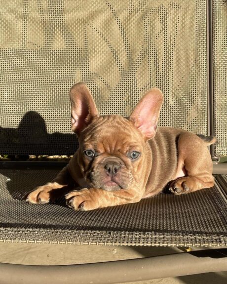 French bulldog florida - French bulldog Florida/French bulldog breeders Florida - Puppies for sale near me - Chase