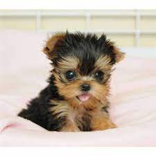 Yorkshire Terrier Puppies for sale