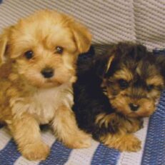 Yorkie Poo Puppies for sale